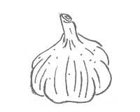 garlic